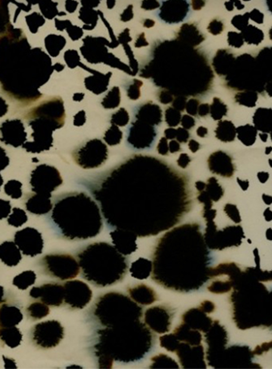 Animal Skin Luli Sanchez 01